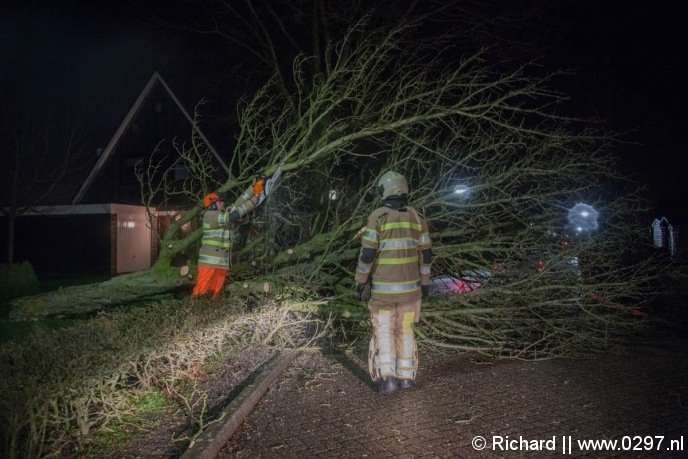 Grote boom over de Hoefijzer in Loenen