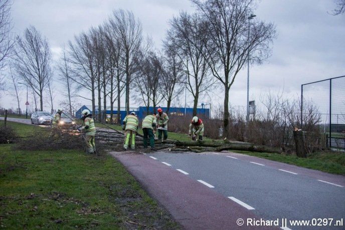 Boom over de Ter Aaseweg Nieuwer Ter Aa