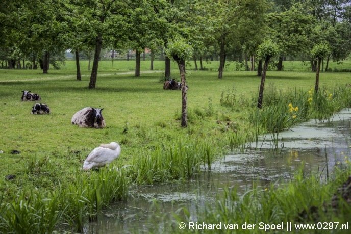 Het schaap ligt weer lekker op het droge