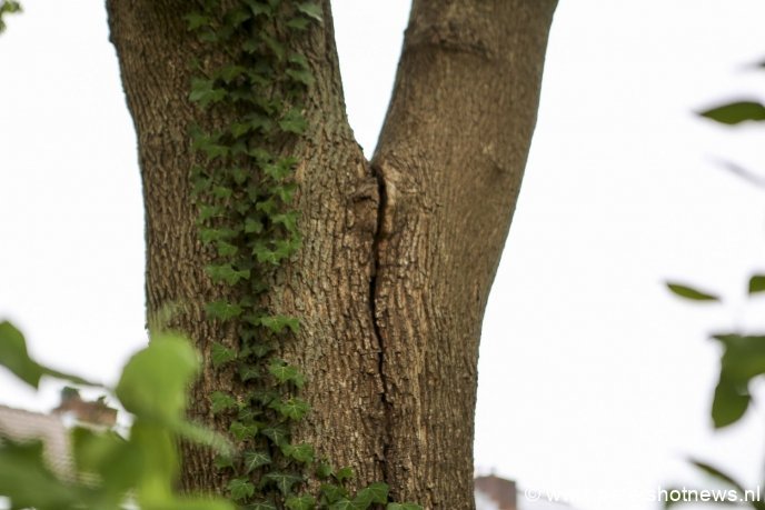 De scheur in het midden van de boom