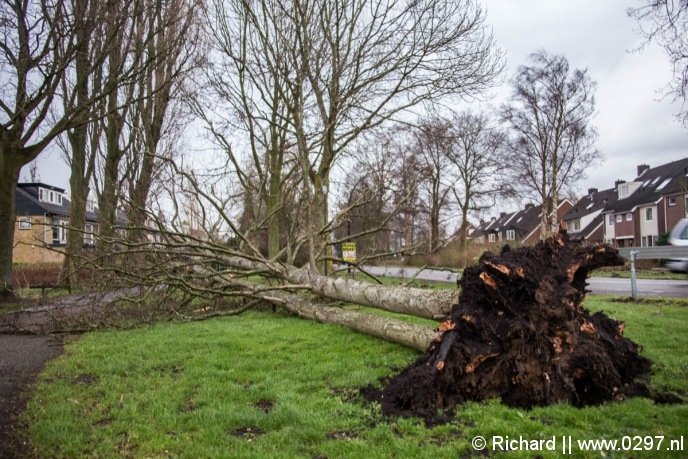 Boom omgewaaid Vinkeveen